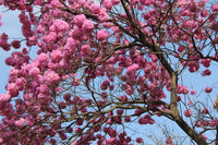 Tabebuia Avellanedae Seeds