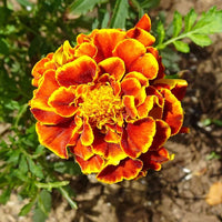 French Marigold Patula Tagetes Flower Garden Plant Seed