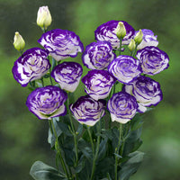 Arena III Blue Picotee Lisianthus