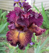 Drama Queen Bearded Iris