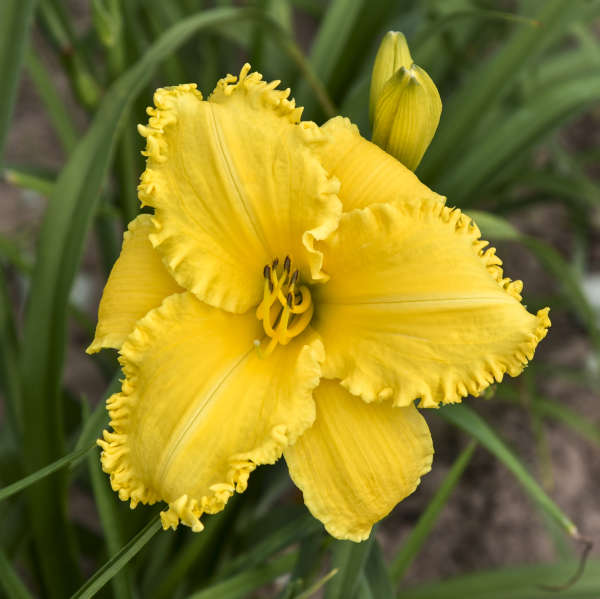 Erin Lea Reblooming Daylily