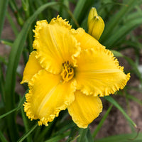 Erin Lea Reblooming Daylily