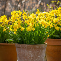 Tête-à-Tête Daffodil Seeds