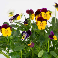 Pansy Blotch Mixed Color Seeds