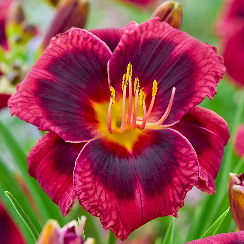 Theodora Reblooming Daylily