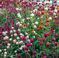 Gomphrena Mixed Color Seeds