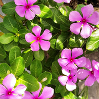 Vinca Rosea Pink Desi Flower Seeds