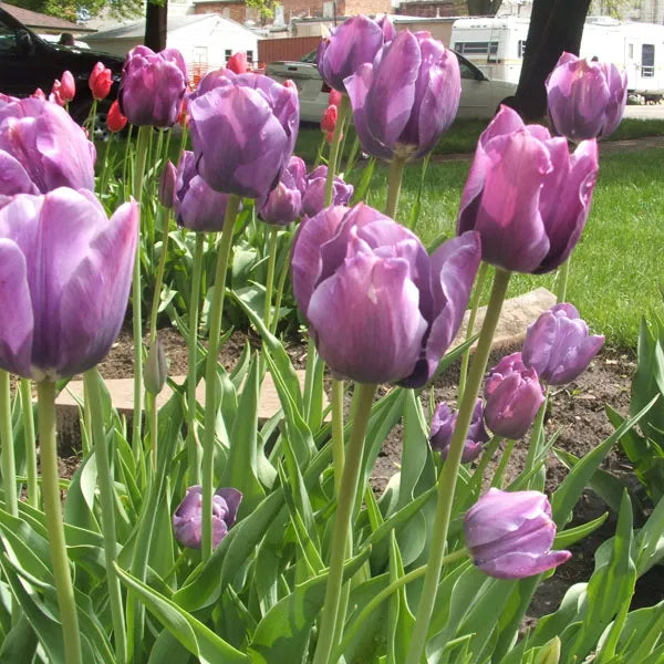 Bleu Aimable Tulip Seeds