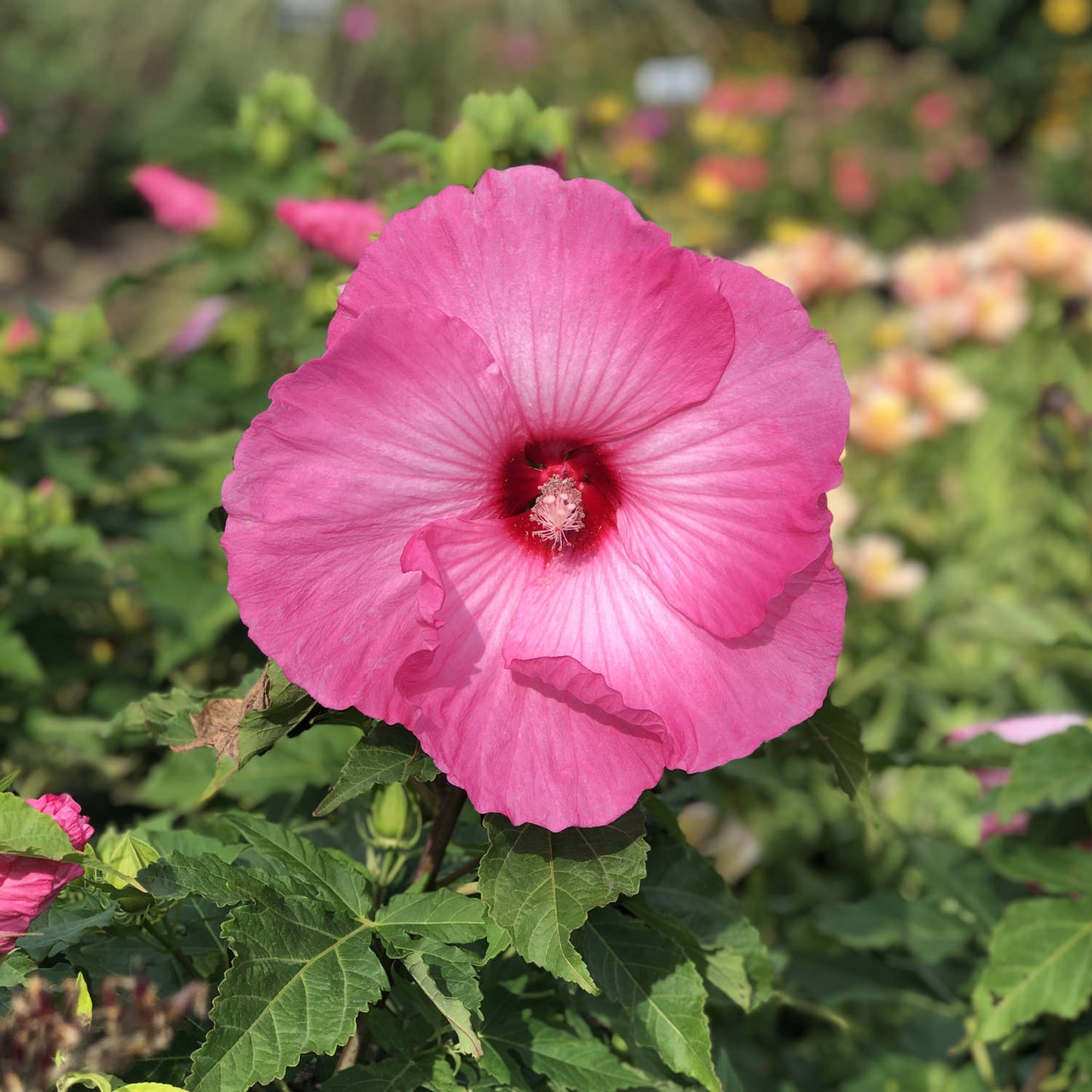 Airbrush Effect Hibiscus