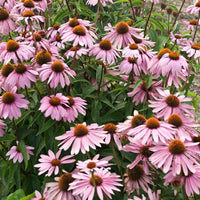 Magnus Coneflower