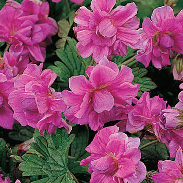 Birch Double Everblooming Hardy Geranium