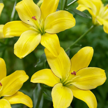 Yellow Cocotte Lily Seeds