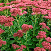 Autumn Joy Sedum