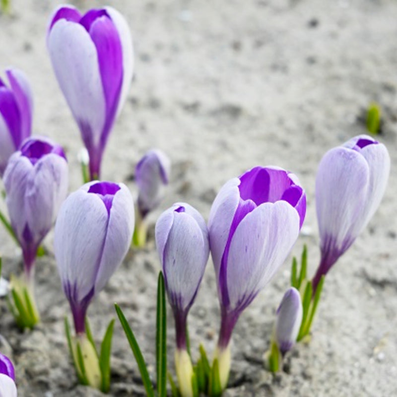 Whale Shark Giant Snow Crocus Seeds