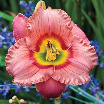 Elegant Candy Reblooming Daylily