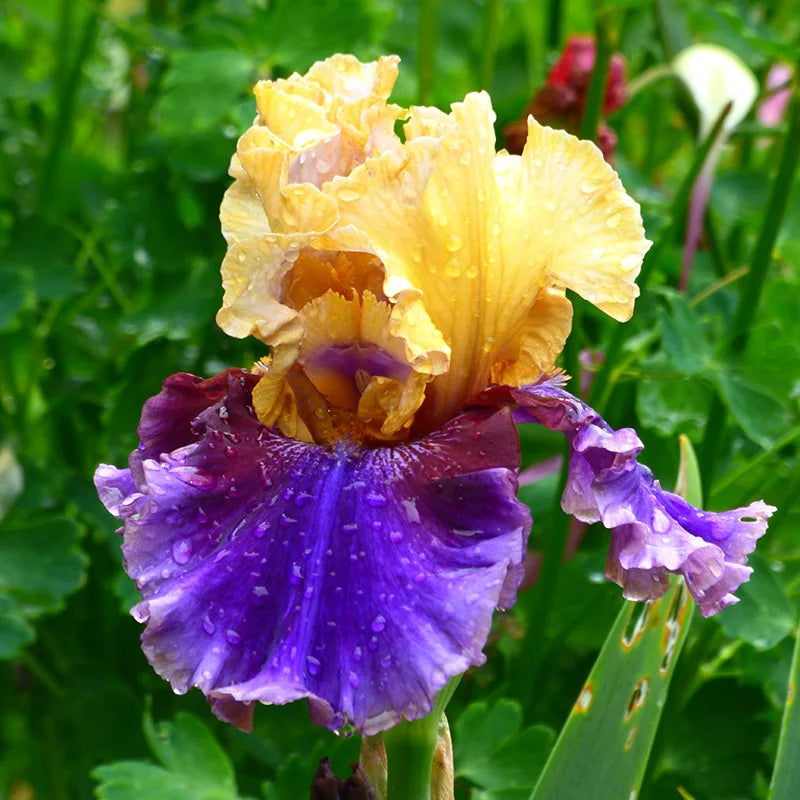 Breeder's Choice Reblooming Tall Bearded Iris Mix