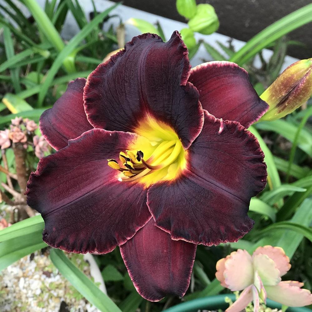 Black Stockings Reblooming Daylily