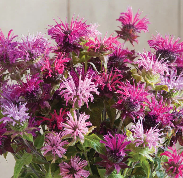 Blue Shades Bee Balm Mixture