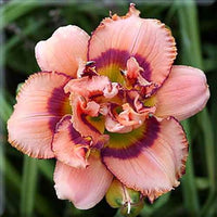 Tropical Island Reblooming Daylily