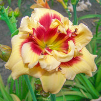 Double Cherries Duet Reblooming Daylily