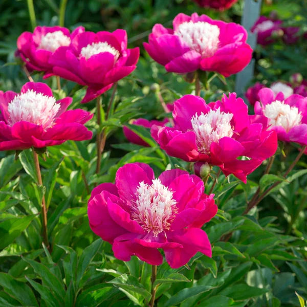 White Cap Peony