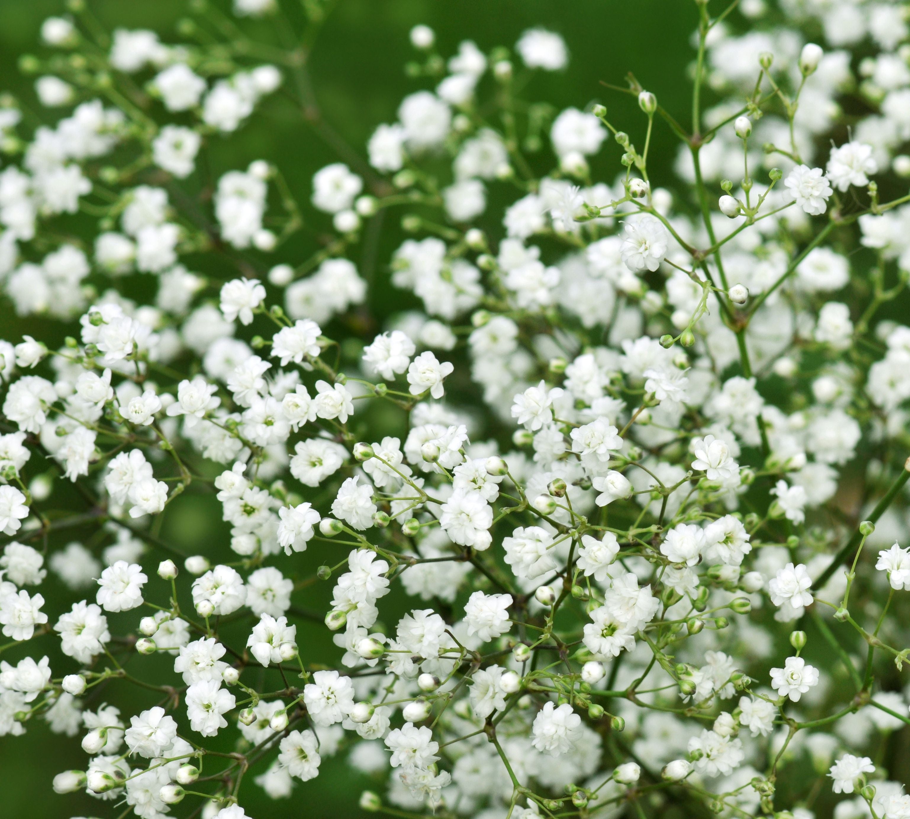 White Baby's Breath