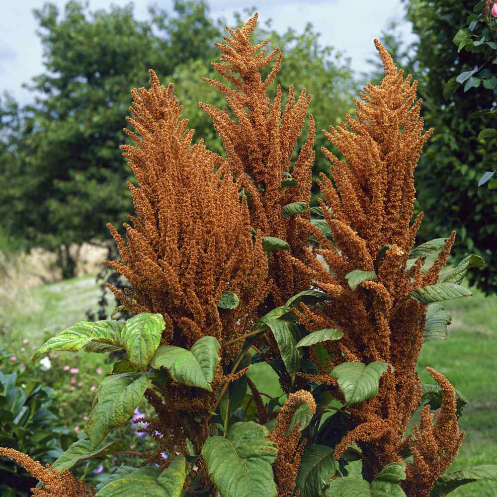 Hot Biscuits – Amaranthus Seed