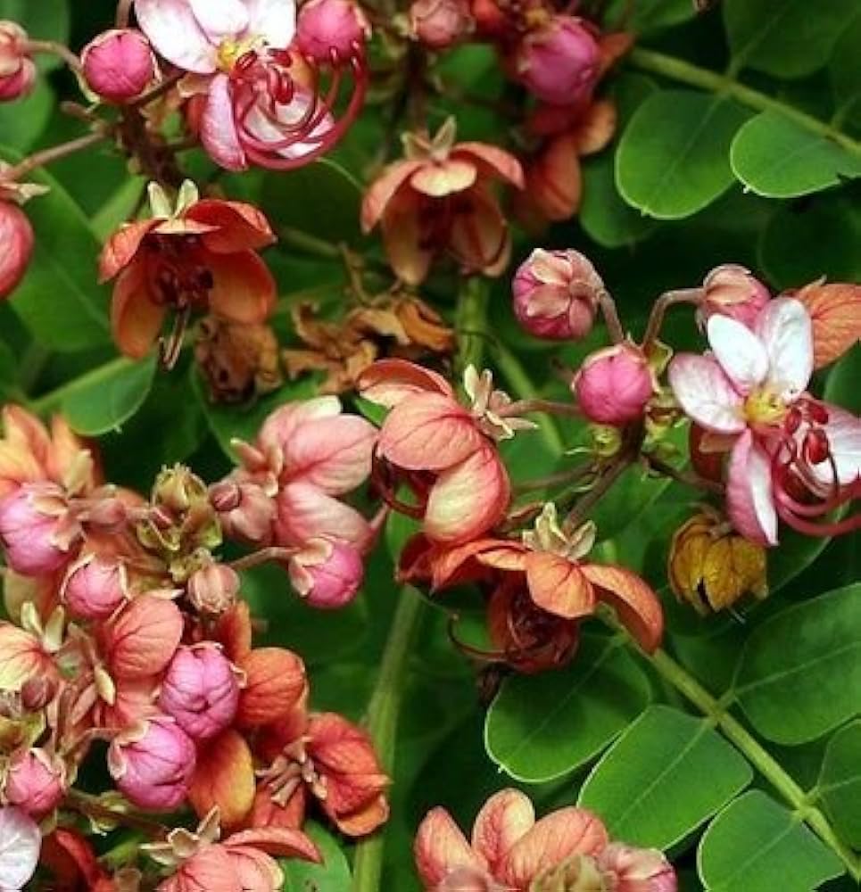 Cassia Marginata Seeds