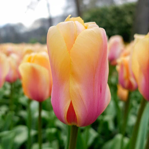 Blushing Impression Tulip Seeds