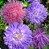 Aster- Crego Giant Mix