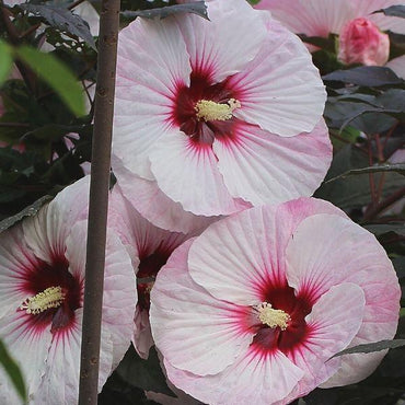 Perfect Storm Hibiscus