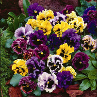 Frizzle Sizzle Mini Tapestry – Viola Seed