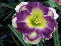 Answering Angels Reblooming Daylily