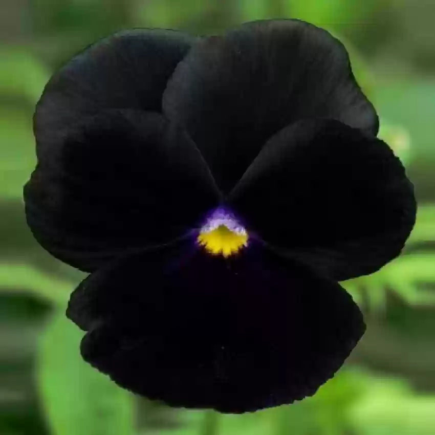 Pansy Black Blotch Seeds