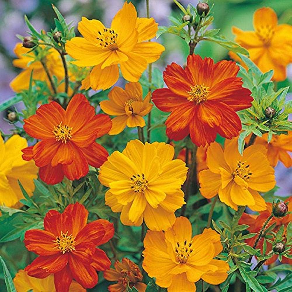 Set of 10 Best Flower Seeds for Kitchen Garden