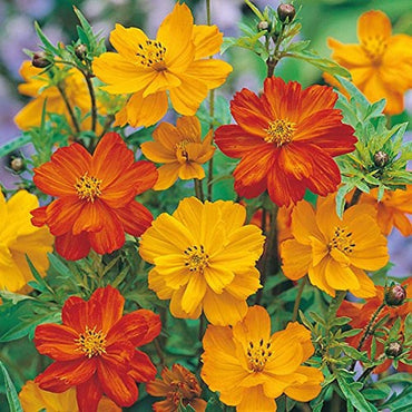 Set of 10 Best Flower Seeds for Kitchen Garden