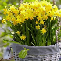 Weatherproof Daffodil Mixture Seeds