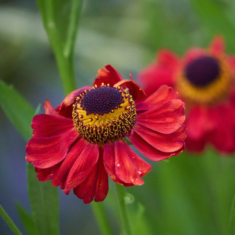 Siesta Dwarf Helenium