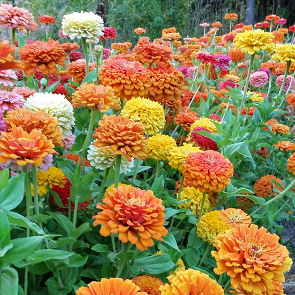 Jim Baggett’s Choice Mix – Organic Zinnia Seed