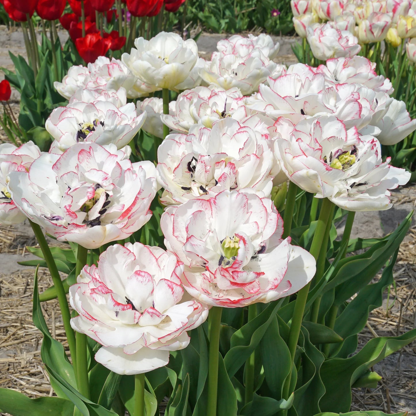 Wild Romance Tulip Seeds