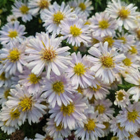 Snow Cushion Dwarf Aster