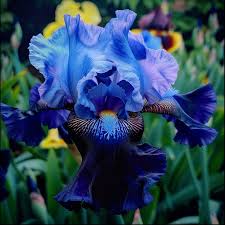 Blue Velvet Bearded Iris Mixture