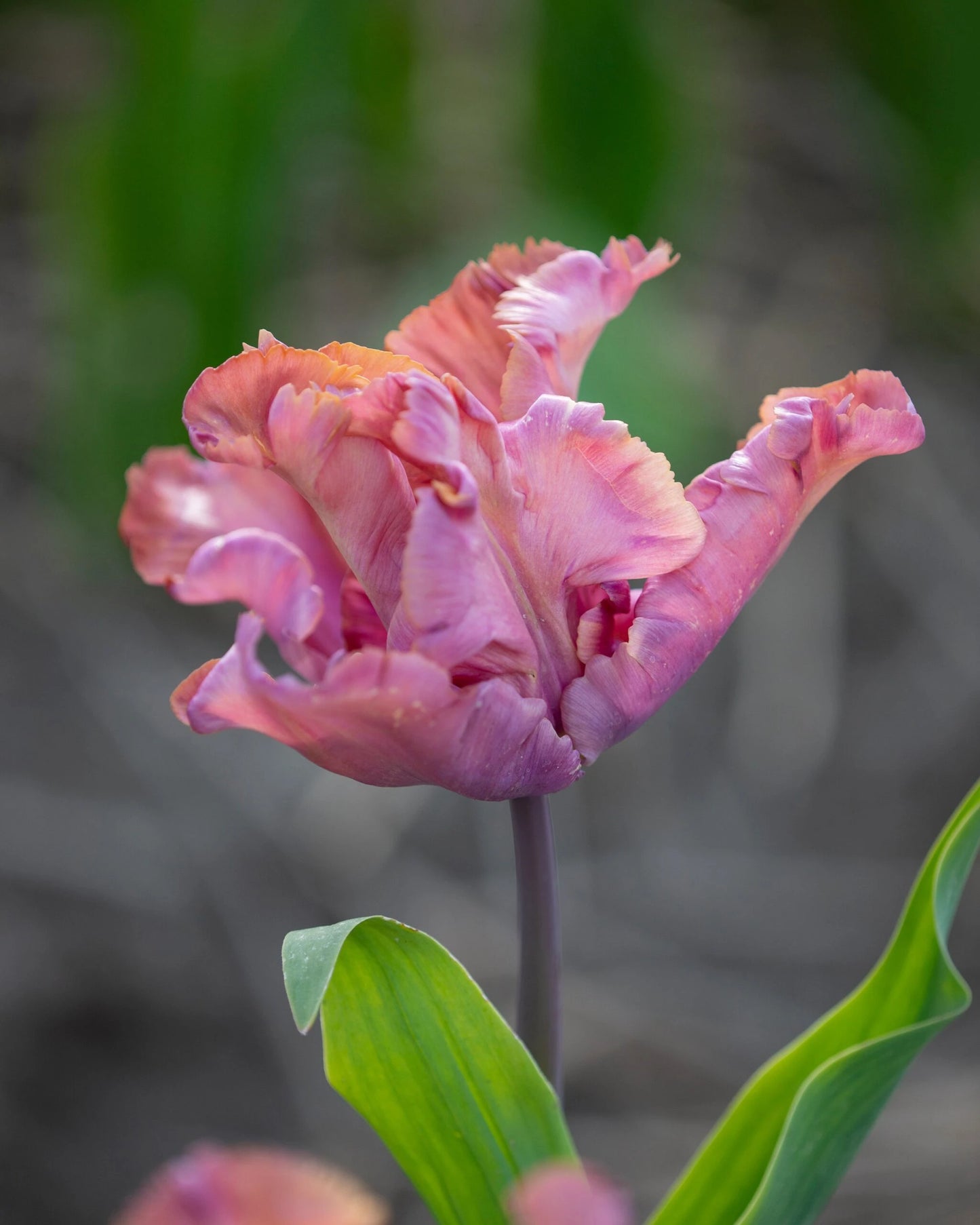 Vovos Tulip Seeds