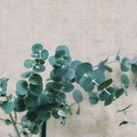 Baby Blue Bouquet – Eucalyptus Seed