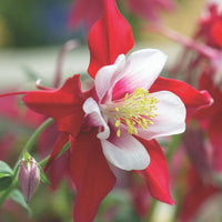 Crimson Star Columbine