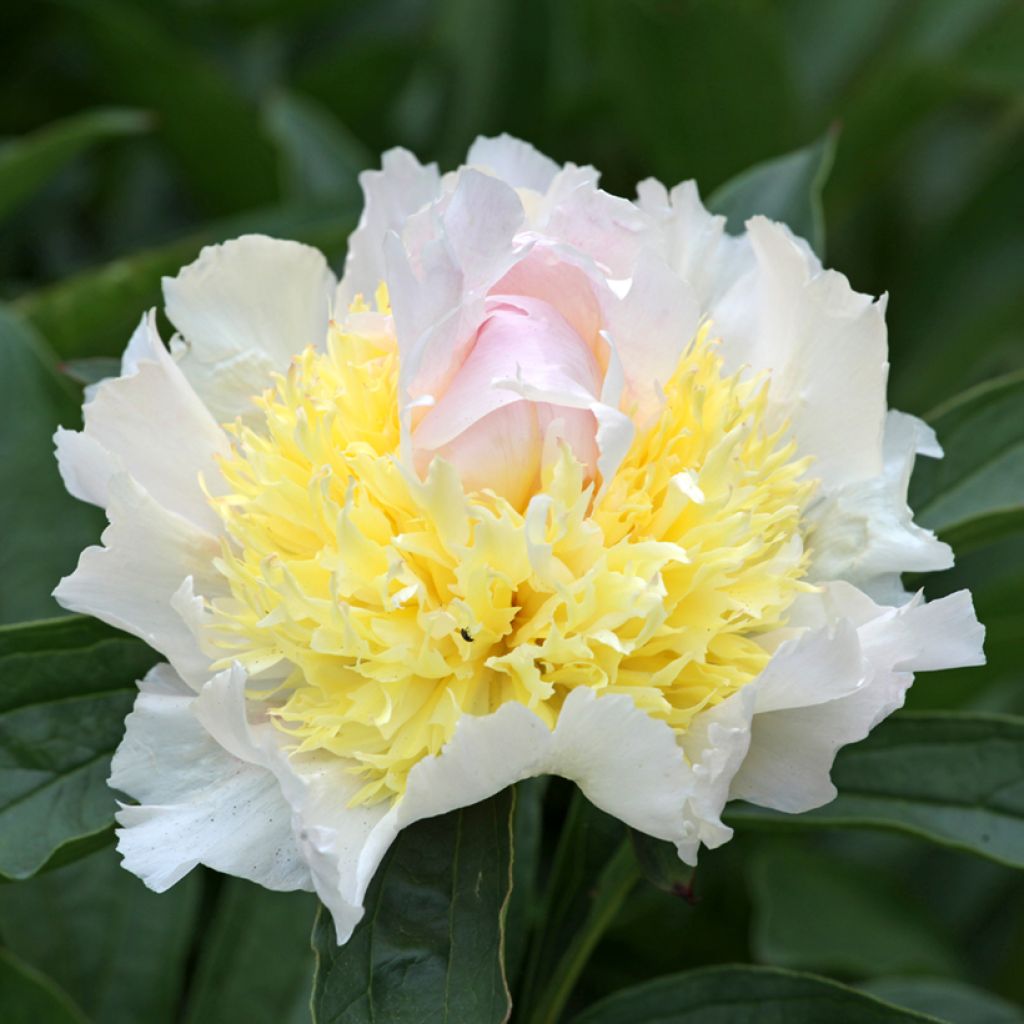 Top Brass Peony