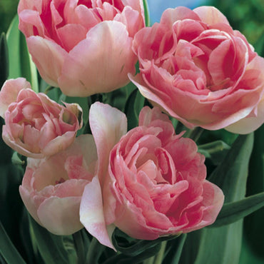 Angelique Tulip Seeds