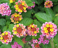 Lantana Camara Seeds