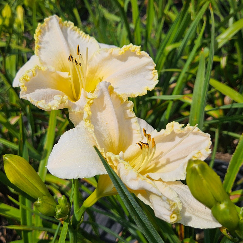 Marque Moon Reblooming Daylily