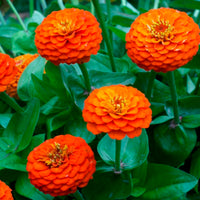 Zinnia Orange Tall Desi Flower Seeds